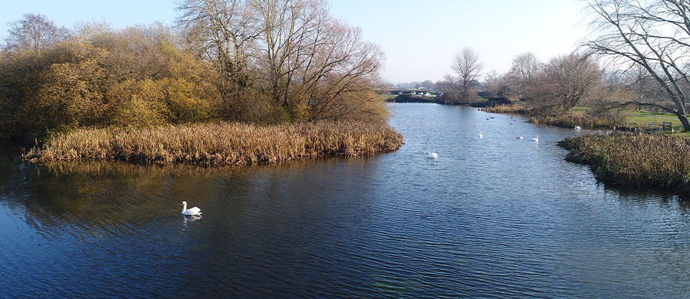 Swans swimming on Backwell Lake