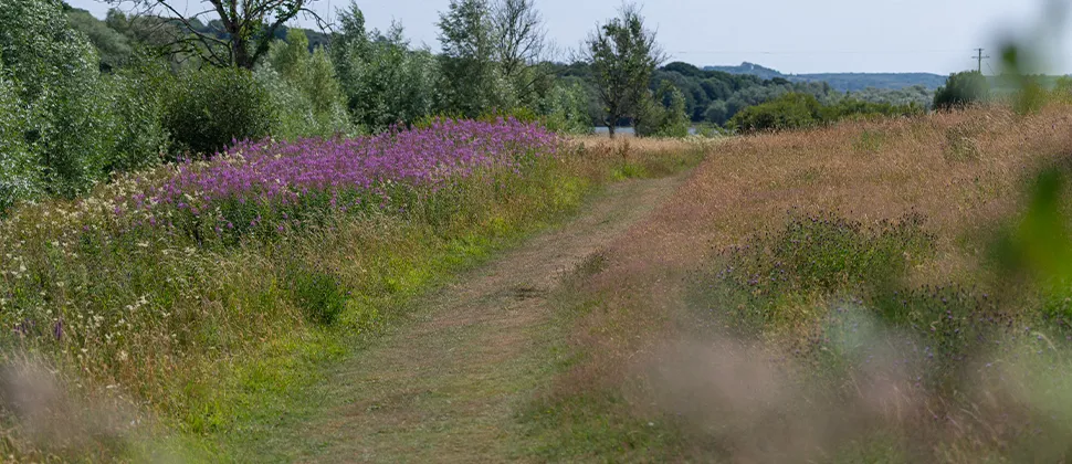 Sutton Bingham Footpath surrounded by greenery and glowers