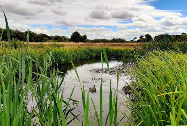 Naturalised wetland at Durleigh