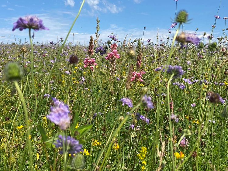 Glorious Cotswold Grasslands will help to restore and create species-rich grassland in Gloucestershire and Wiltshire