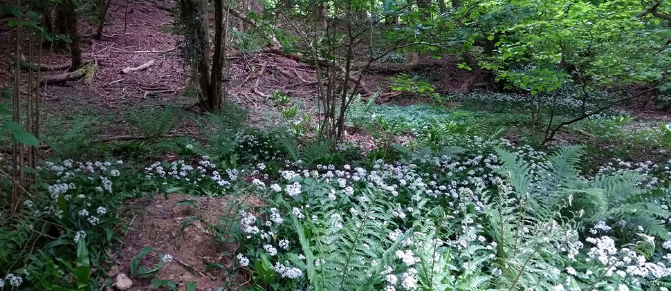 Woodland at Tucking Mill Reservoir