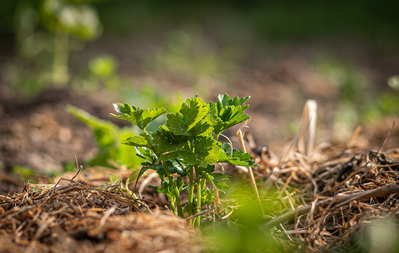 Mulch around plants