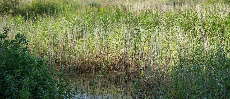 Water at Bleadon Levels surrounded by reeds
