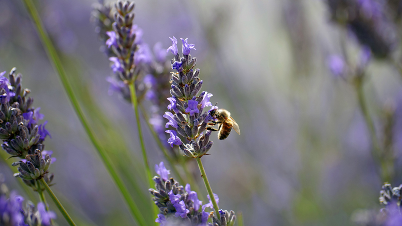 Honey bee on a purple flower