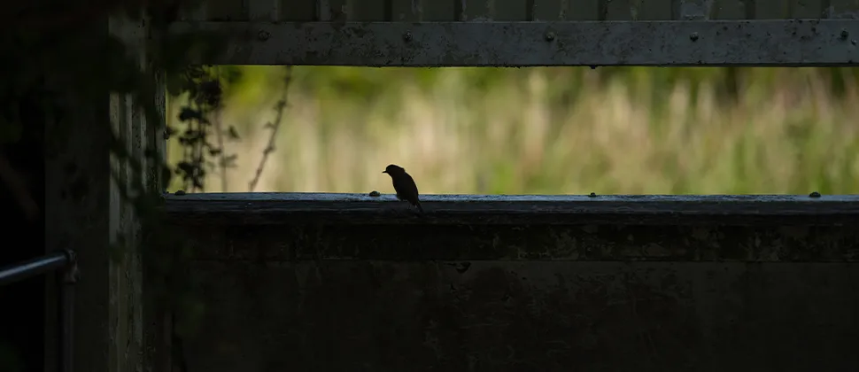 Bird on the ledge of the bird hide at Bleadon Levels