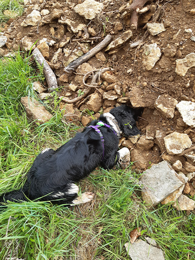 Freya the dog detecting newts