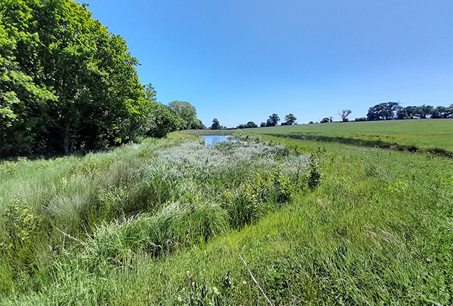 Naturalised wetland at Durleigh