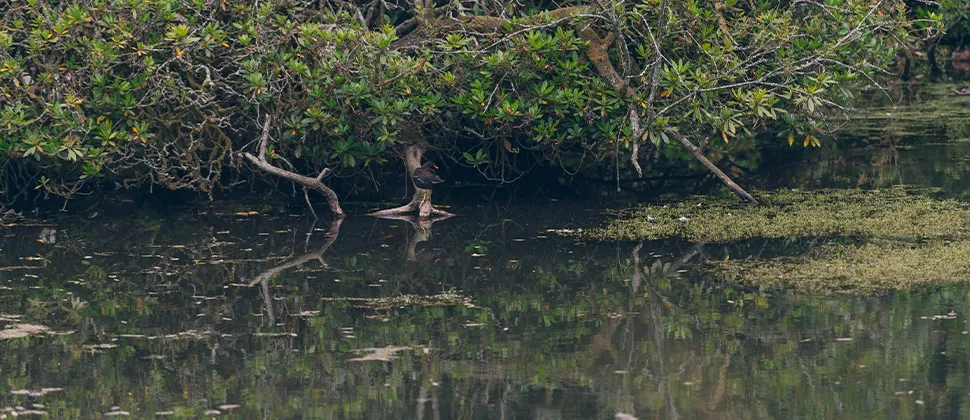 Otterhead Lake With Bird Sitting on a branch