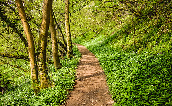 Footpath surrounded by woodland at Tucking Mill Reservoir