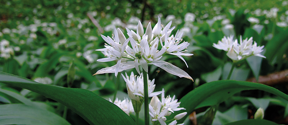 White flower at Tucking Mill Reservoir