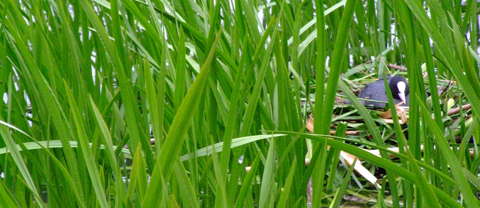 Bird in a nest at Backwell Lake