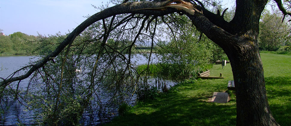 Tree overlooking Backwell Lake