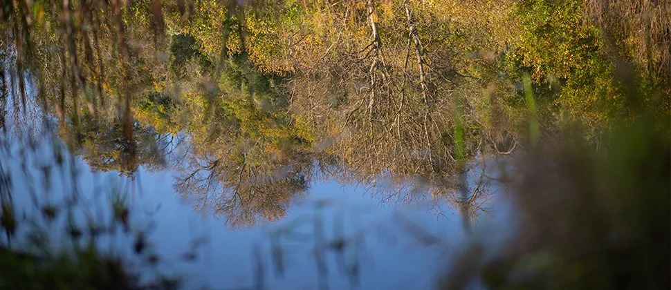 Trees Reflection In Water at Chilcombe Bottom Nature Reserve