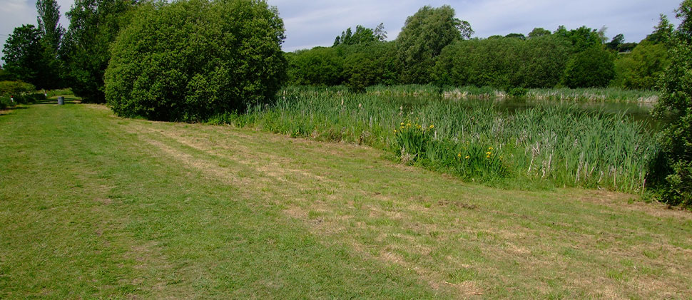Field at Backwell Lake