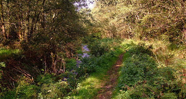 Footpath At Otterhead Lakes