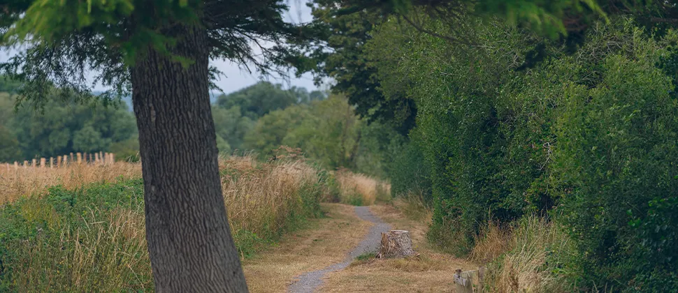 Durleigh Footpath With Tree