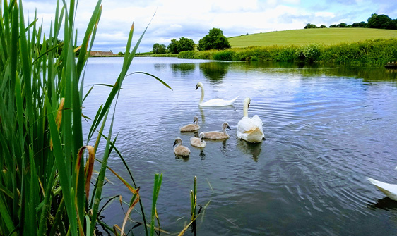 Swans at Ashford