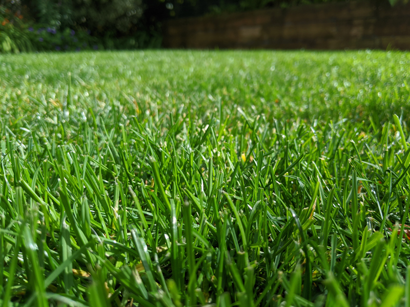 Close up view of grass